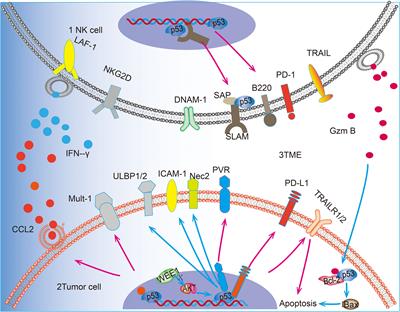 Master regulator: p53’s pivotal role in steering NK-cell tumor patrol